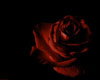 Bloodred
