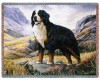 berner sennen <3