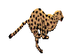 Running Tiger Sticker