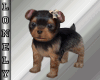 [L0] My cute Holly
