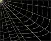 Spiders web