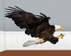 Bald Eagle 1