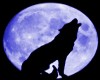 [qd]wolf moon radio