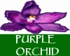 ~*MB-OrchidPurple*~
