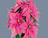 pink pointsettia