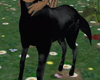nude black centaur F