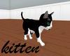 kitten black & white