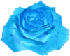 light blue rose
