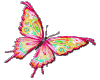 Butterfly Colorful Anim
