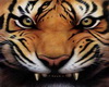 Pet tiger