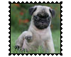 Biggie Pug Stamp 14