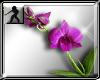 Lilac Orchids filler
