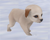 newporn cute dog