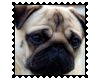 Biggie Pug Stamp 12