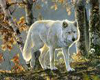 spirit of the Wolf NC