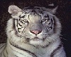 White Tiger