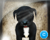 PitBull Puppy +10SOUND
