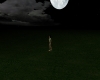 {SL} Night sky