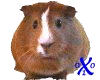 Guinea Pig