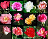 {xW} colored roses