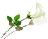 white rose
