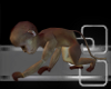 Little Monkey Pet