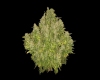 Medicinal Plant In A Pot