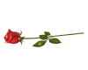 1 Sparklie Red Rose