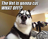 The vet visit