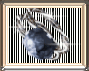 http://userimages03-akm.imvu.com/productdata/images_e543305c8e638c46a76cdd55adaeb7c6.gif