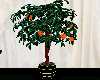 Orange tree