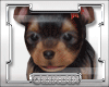 |G| Lele Yorkie Puppy