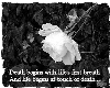 White Rose