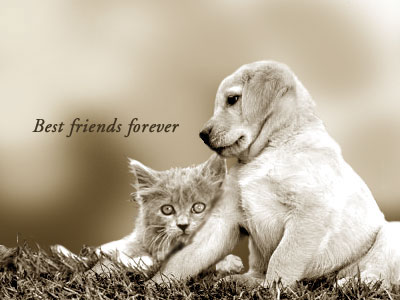 sticker_19624210_46320015
