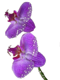 sticker_24599085_45051356