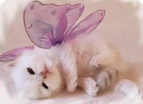 sticker_17229613_47392865