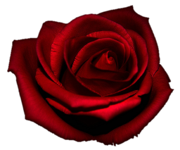 sticker_30511884_43753405