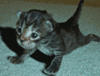 sticker_23019370_42114740