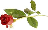 sticker_24553413_42457207