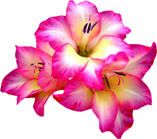 sticker_26137774_36030714
