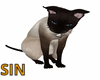 SIN Siamese Cat