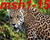 Maschio