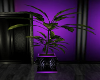 Black @ purple Plant.