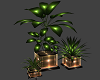 !! Melody Plants