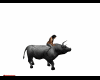 the  bull