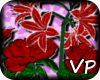 [VP] Red Lillies&Roses