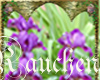 flower spirit dwarf iris
