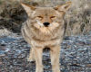 Death Valley Coyote