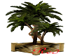 "RD" Royal Potted Palm
