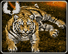 ANIMATED TIGER 1